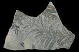 Pennsylvanian Fern (Alethopteris) Plate - Kentucky #158549-1